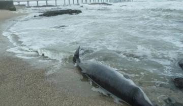 Imagen de Encontraron un raro delfín muerto en la costa de Miramar