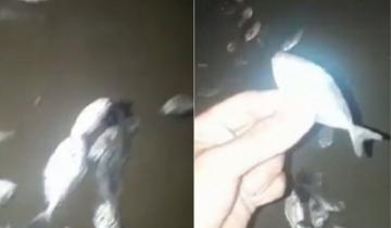 Imagen de Misteriosa aparición de peces muertos en la costa de Mar del Plata