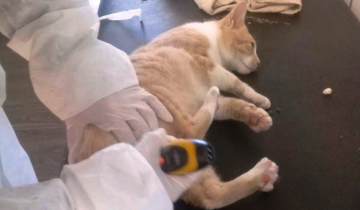 Imagen de Día del Veterinario en Argentina: por qué se celebra el 6 de agosto