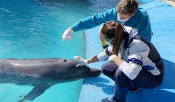 Imagen de Mundo Marino: cómo se garantiza el bienestar de los animales durante la pandemia