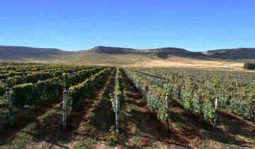 Imagen de Balcarce: un vino local que cuesta $ 15.800 ganó el máximo premio de un concurso internacional