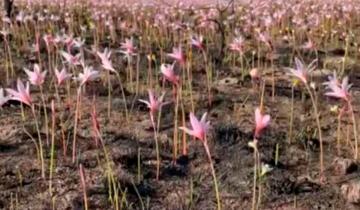 Imagen de Tras el fuego y la lluvia, los Esteros del Iberá se llenaron de flores