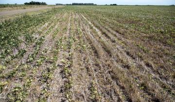 Imagen de Se declaró el estado de emergencia agropecuaria en 12 distritos bonaerenses