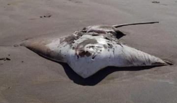 Imagen de Mar del Plata: alerta en Playa Grande por la aparición de dos "águilas de mar" muertas