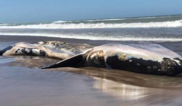 Imagen de Una ballena franca austral apareció muerta en las costas de Necochea