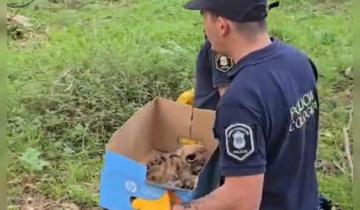 Imagen de Balcarce: rescataron tres cachorros de puma que eran trasladados ilegalmente