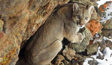 Imagen de Lezama: encontraron un puma muerto en la autovía 2