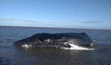 Imagen de Partido de La Costa: una ballena jorobada varó en la zona de la bahía en San Clemente