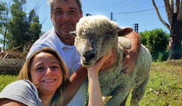 Imagen de Les robaron la oveja y ofrecen recompensa: "Es como una mascota"