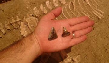 Imagen de Hallazgo en Miramar: descubren fósiles de un tiburón blanco de unos 10 mil años