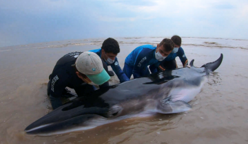 Imagen de Regresan al mar a una ballena Minke varada en San Clemente