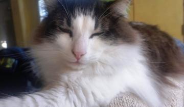 Imagen de Día del Gato: por qué se celebra hoy y otras dos veces en el año en Argentina y el mundo