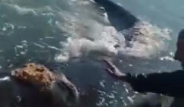 Imagen de Video: increíble avistaje de ballenas en San Bernardo y Mar de Ajó, ¡a 400 metros de la costa!