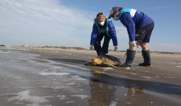 Imagen de San Clemente del Tuyú: así fue el regreso al mar de una tortuga rescata luego de quedar atrapada en una red de pesca