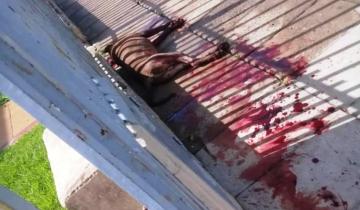 Imagen de Un pitbull atacó a 5 vecinos y la policía lo mató para detenerlo