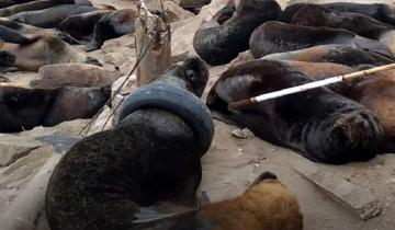 Imagen de Video: liberaron al lobo marino que apareció con una rueda en el cuello en Mar del Plata