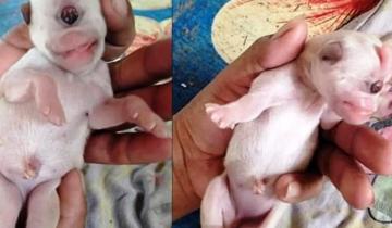 Imagen de El nacimiento de un perro “cíclope" se volvió viral