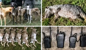 Imagen de Chascomús: diez personas fueron infraccionadas por caza furtiva en operativos con secuestro de animales muertos, armas y perros