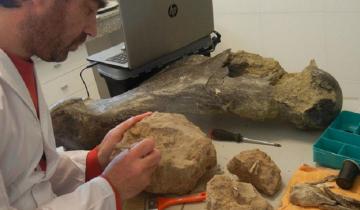 Imagen de En una hora recuperaron fósiles de tres millones de años en Miramar