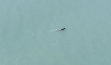 Imagen de Sorpresa en Mar del Plata: aparecieron orcas frente a la costa