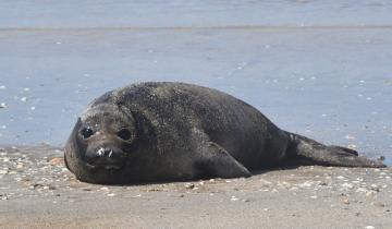Imagen de Partido de La Costa: el cachorro de elefante marino nacido en Nueva Atlantis terminó la lactancia y se espera que ingrese al mar