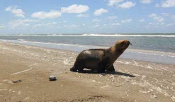 Imagen de De una carretilla en Quilmes al mar: el regreso de un León Marino a su hogar