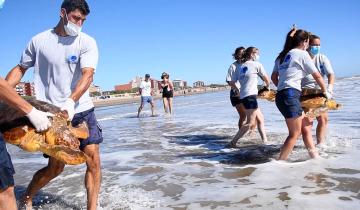 Imagen de San Clemente: regresaron al mar seis tortugas marinas, incluida una que había expulsado 10 tipos de plásticos