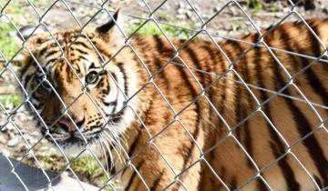 Imagen de Desbarataron un zoológico que tenía 90 animales en cautiverio