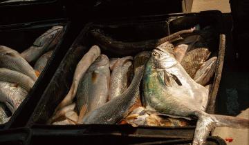 Imagen de Partido de La Costa: cuáles son los puntos de primera venta de pescado fresco en las playas