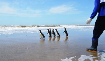 Imagen de La Fundación Mundo Marino rehabilitó y devolvió al mar a 7 pingüinos