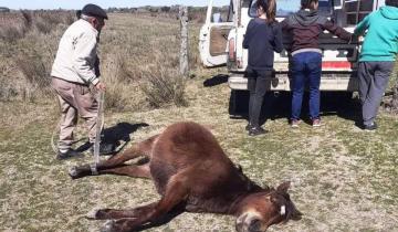 Imagen de General Lavalle: preocupa la aparición de yararás en zonas rurales