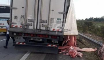 Imagen de Impactante video: se desfondó un camión con cerdos y la gente lo saqueó