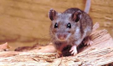 Imagen de Hantavirus cada vez más cerca: ya confirmaron un caso autóctono en la provincia de Buenos Aires