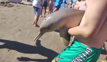 Imagen de Partido de La Costa: apareció un delfín en las costas de Mar del Tuyú, lo sacaron del agua y murió