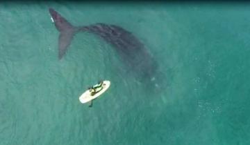 Imagen de Necochea: las ballenas brindaron un singular espectáculo a metros de la playa
