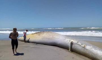 Imagen de Apareció una ballena muerta en una playa del sur de Villa Gesell