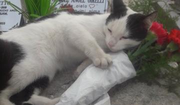 Imagen de La increíble historia de la gata que custodia una tumba en el cementerio de Tigre