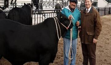 Imagen de Ingresó el primer toro a la Exposición Rural de Palermo y lo bautizaron Apollo