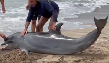 Imagen de Villa Gesell: guardavidas rescataron y devolvieron al mar a un delfín en las playas de Mar Azul