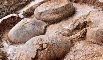 Imagen de Un arriero de Bolívar halló los restos de cuatro gliptodontes