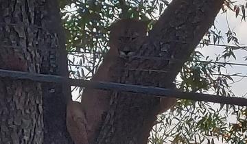 Imagen de Balcarce: un puma revolucionó a todo un barrio y con un importante operativo lograron contenerlo