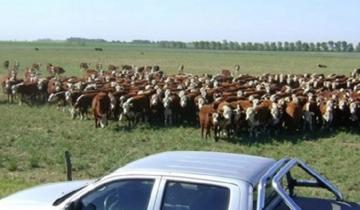 Imagen de Investigan el robo de más de 20 animales de un campo en Ayacucho