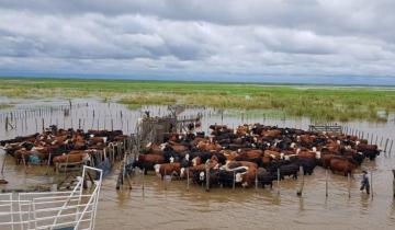 Imagen de Alerta por El Niño: la Provincia refuerza la prevención ante el riesgo de inundaciones