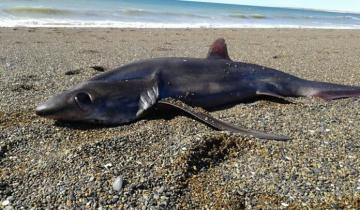 Imagen de Mar Chiquita: dos detenidos por transportar 300 kilos de tiburón