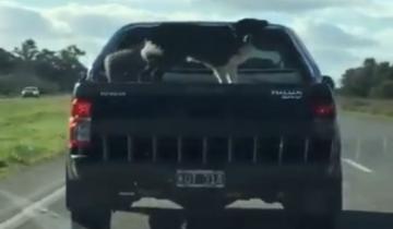 Imagen de Indignante: lleva al perro sobre la tapa de la caja de la camioneta