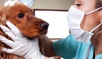 Imagen de Por qué se celebran hoy el Día del Veterinario y del Ingeniero Agrónomo