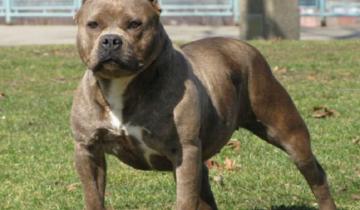 Imagen de Perros salvajes: dos pitbulls y un dogo atacaron a una mujer y a su nieto de 3 años