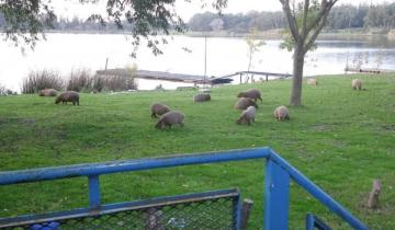 Imagen de A raíz del aislamiento los carpinchos disfrutan de la Laguna de los Padres