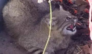 Imagen de Encuentran un extraño felino en una vivienda de Bahía Blanca