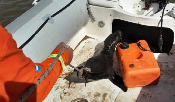Imagen de Castelli: rescatan un lobo marino bebé en aguas del Canal 15